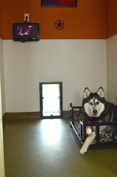 Board Room - Large Dogs