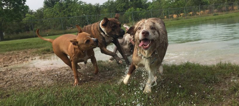 Rosehill Pet Resort Cypress Texas