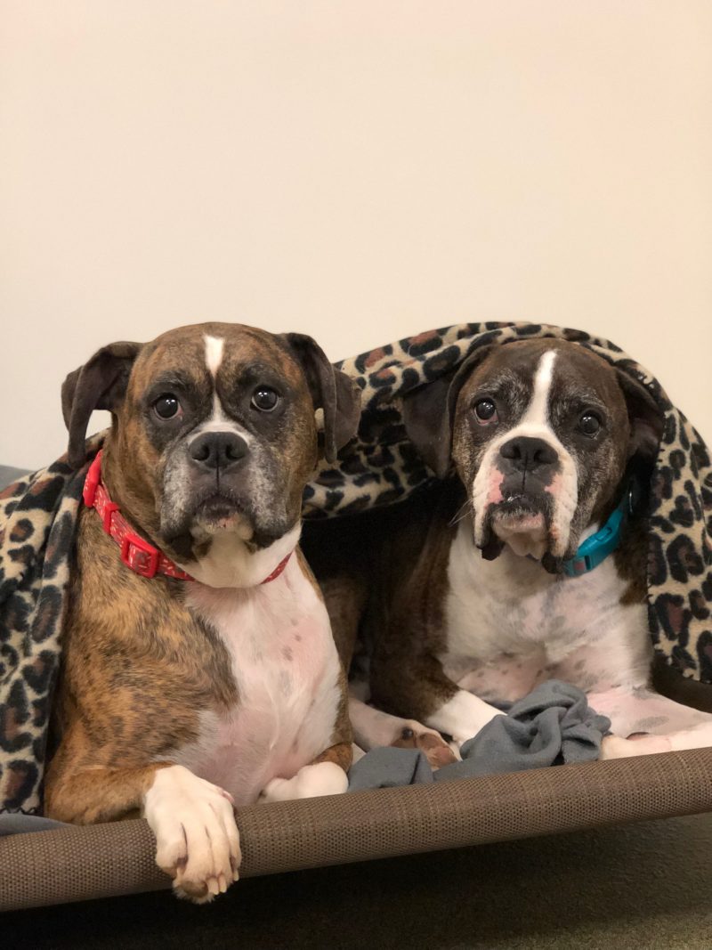 Board Room - Multiple Dogs