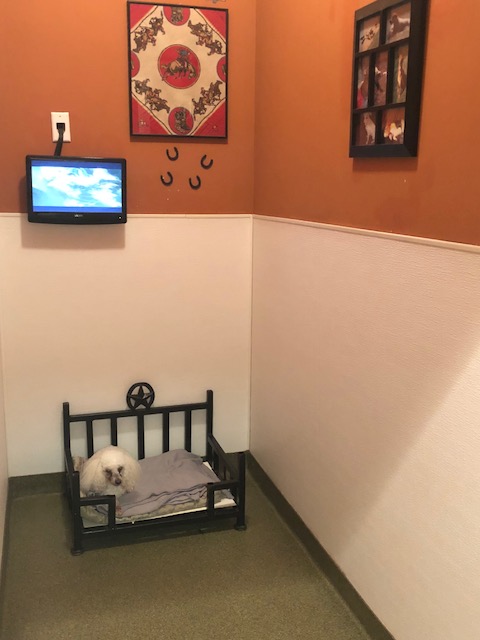 Board Room - Small Dogs