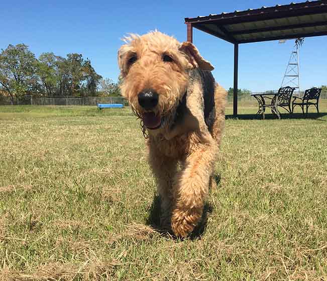 Rosehill-Dogs