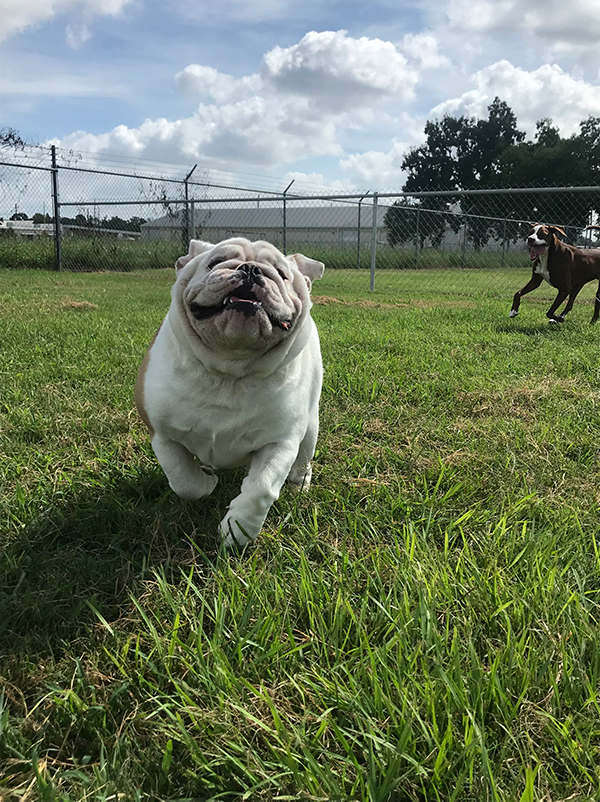 Rosehill-Dogs