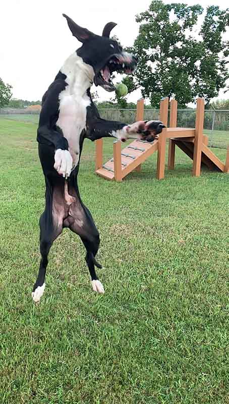 Rosehill-Dogs