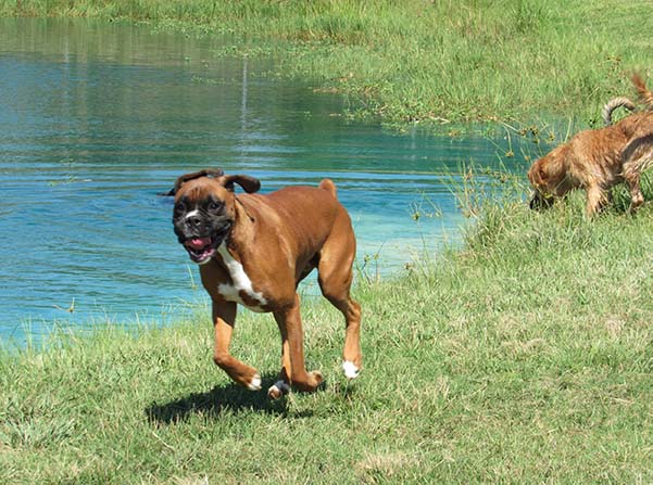 Rosehill-Dogs