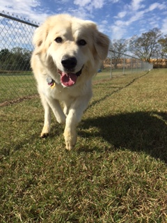Rosehill-Dogs