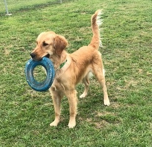 Rosehill-Dogs