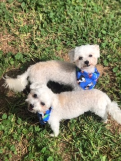 Rosehill-Dogs