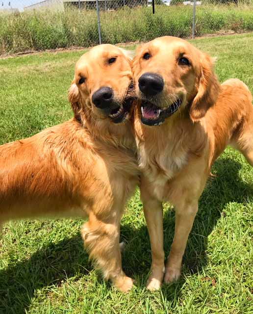 Rosehill-Dogs