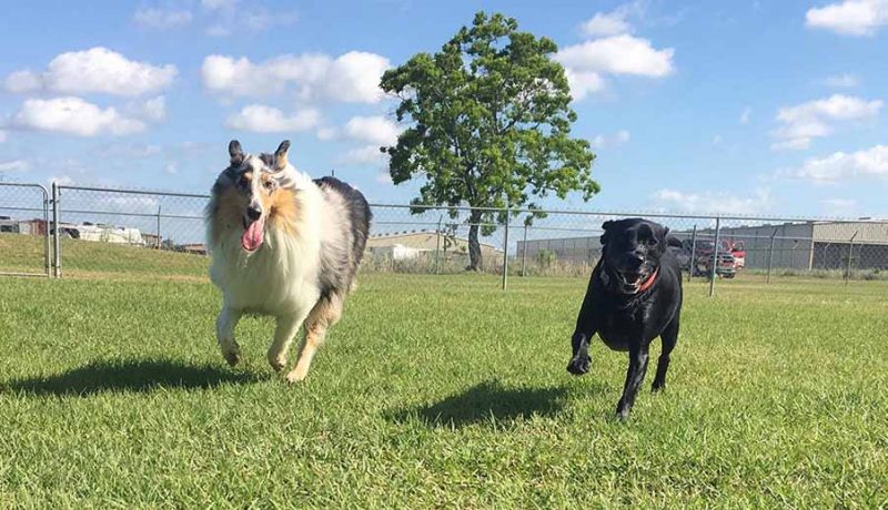 Rosehill-Dogs