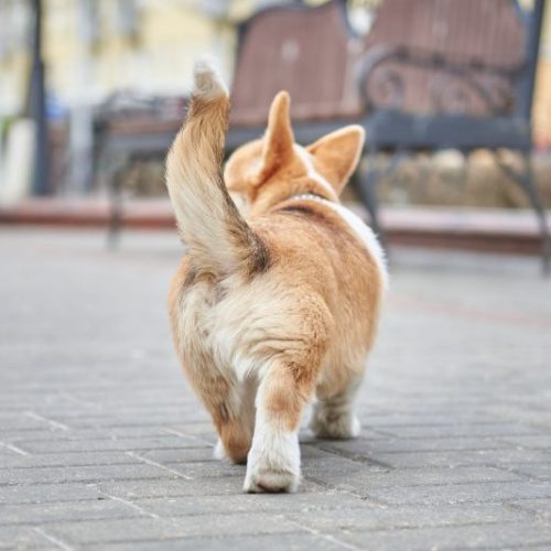 tail waggin